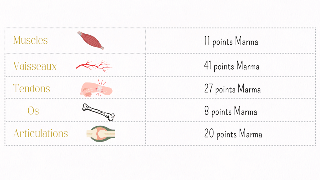 Classification des points Marma par structure anatomique